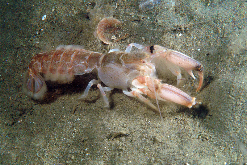 Upogebia tipica